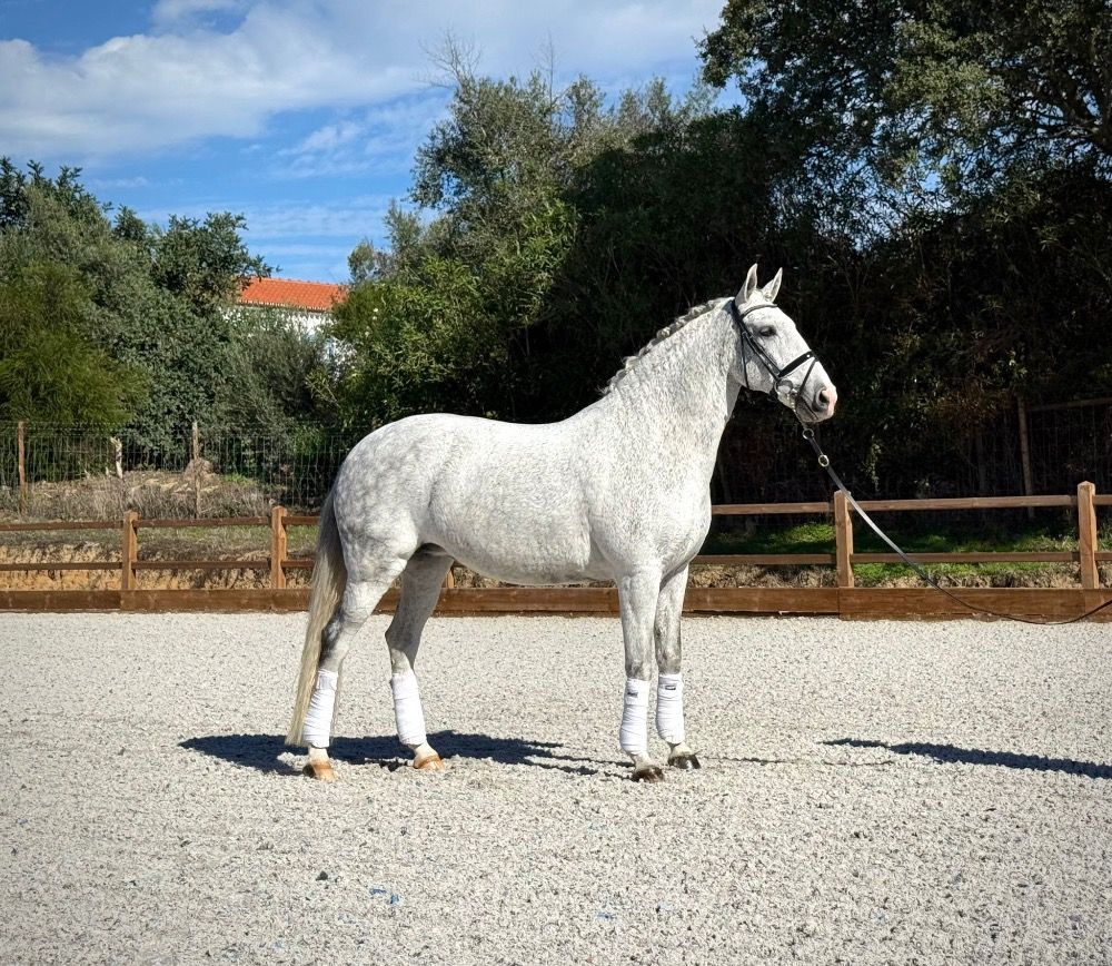 Ander stamboek dressuurpaard Merrie 14 jaar Schimmel te koop - Foto 6