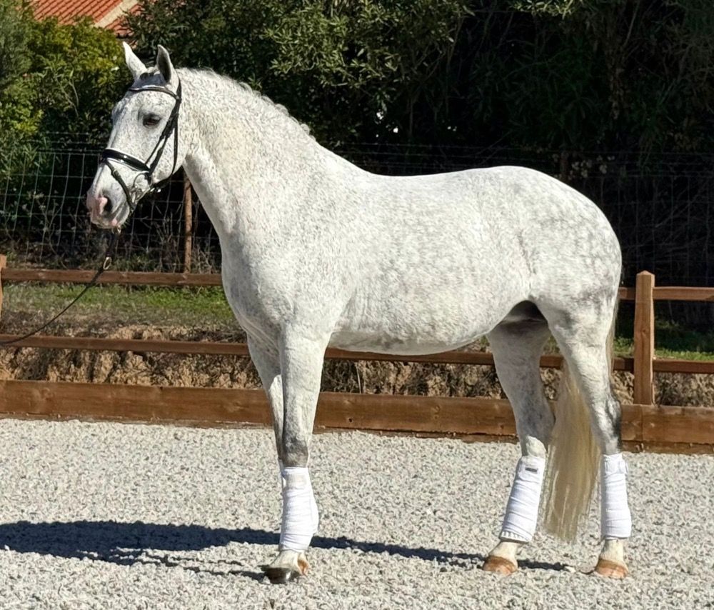Ander stamboek dressuurpaard Merrie 14 jaar Schimmel te koop - Foto 5