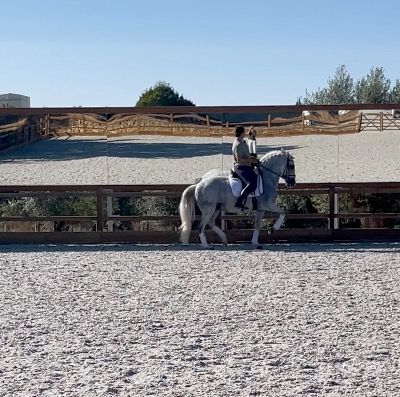 Lusitano goedgekeurd merrie GP -niveau