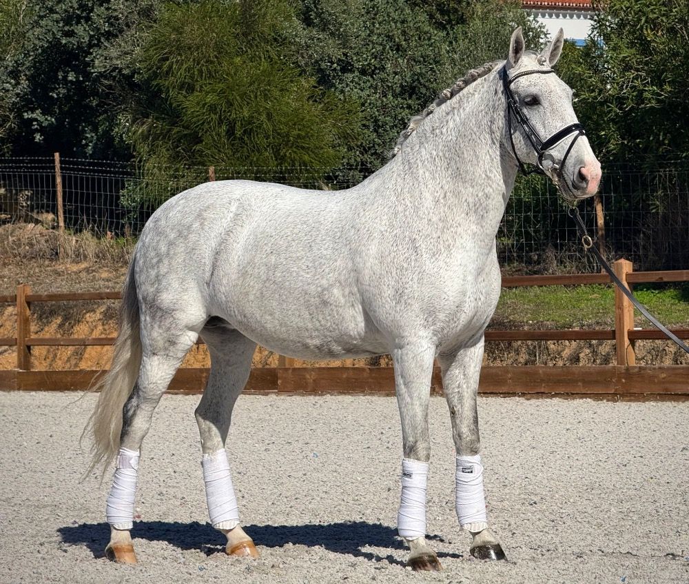 Ander stamboek dressuurpaard Merrie 14 jaar Schimmel te koop - Foto 4