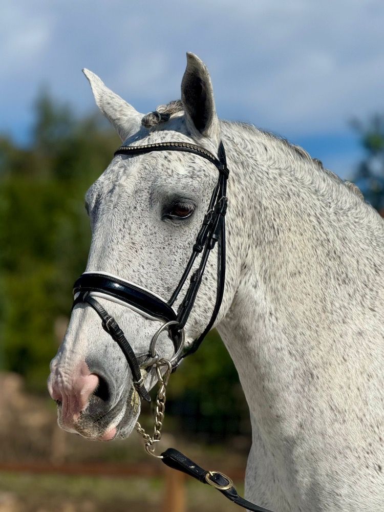 Ander stamboek dressuurpaard Merrie 14 jaar Schimmel te koop - Foto 3