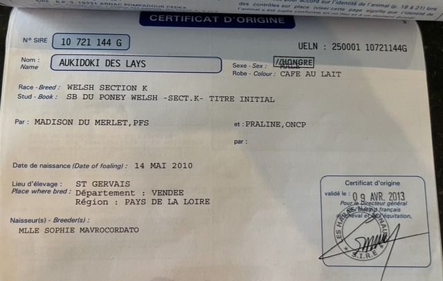 Welsh pony Ruin 15 jaar Schimmel te koop - Foto 3