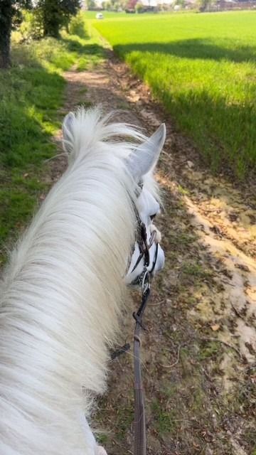 Welsh pony Ruin 15 jaar Schimmel te koop - Foto 2