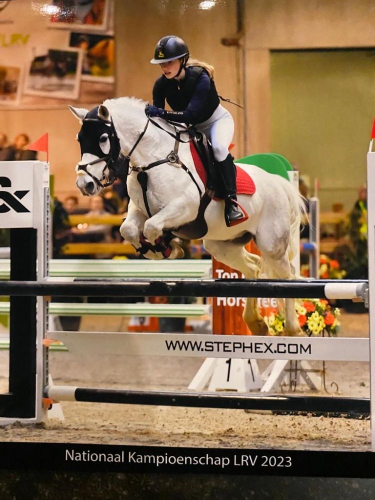 Welsh pony Ruin 15 jaar Schimmel te koop - Foto 5