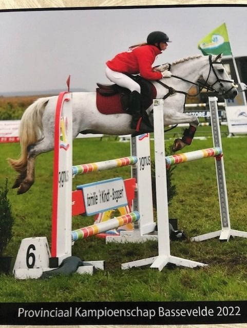 Welsh pony Ruin 15 jaar Schimmel te koop - Foto 4