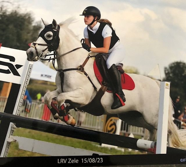 Welsh pony Ruin 15 jaar Schimmel te koop - Foto 6