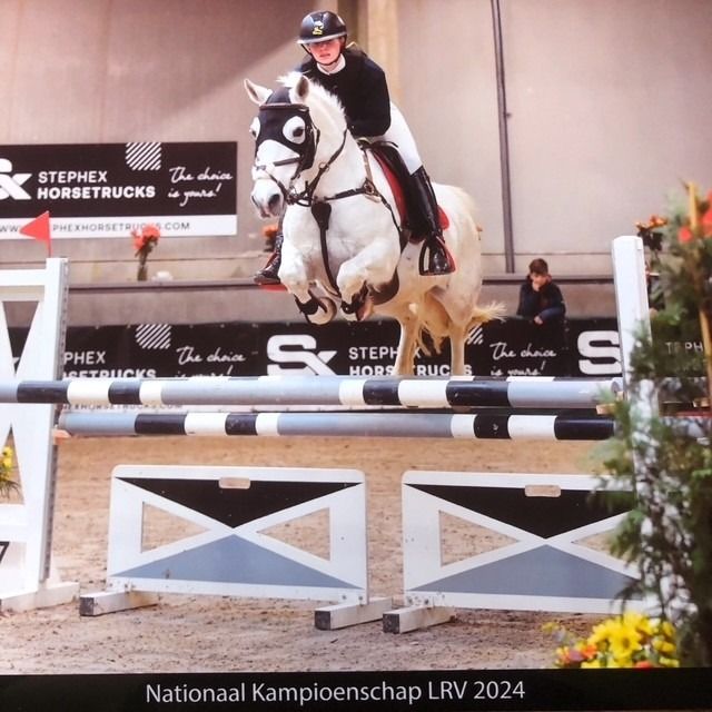 toffe c springpony 100-110