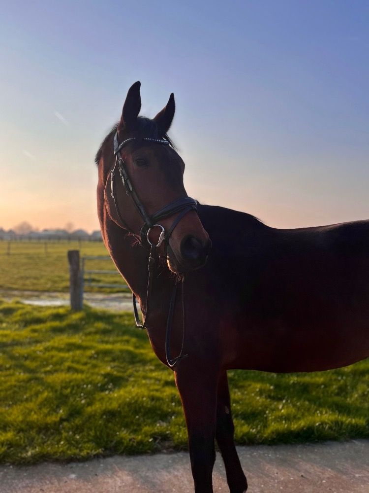 dressuurpaard Ruin 6 jaar Bruin te koop - Foto 4