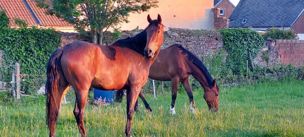 dressuurpaard Ruin 6 jaar Bruin te koop - Foto 5