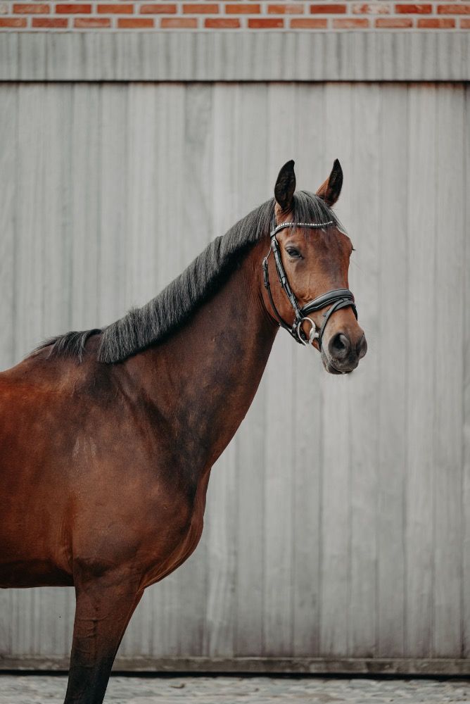 dressuurpaard Ruin 6 jaar Bruin te koop - Foto 2