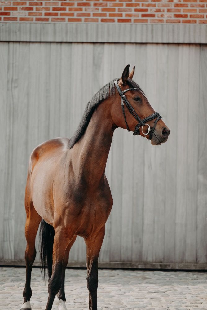 dressuurpaard Ruin 6 jaar Bruin te koop - Foto 3
