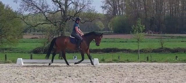 dressuurpaard Ruin 6 jaar Bruin te koop - Foto 6