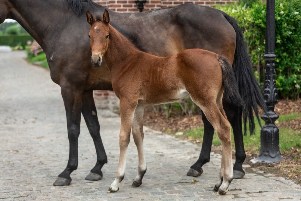 Zangersheide springpaard Hengst Bruin te koop - Foto 4
