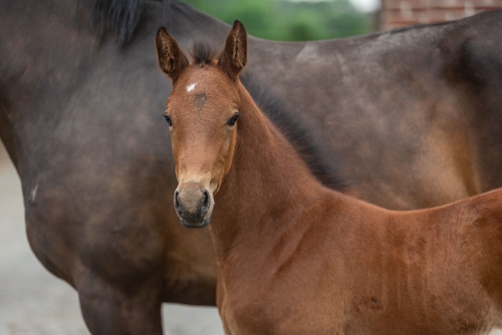Zangersheide springpaard Hengst Bruin te koop - Foto 2