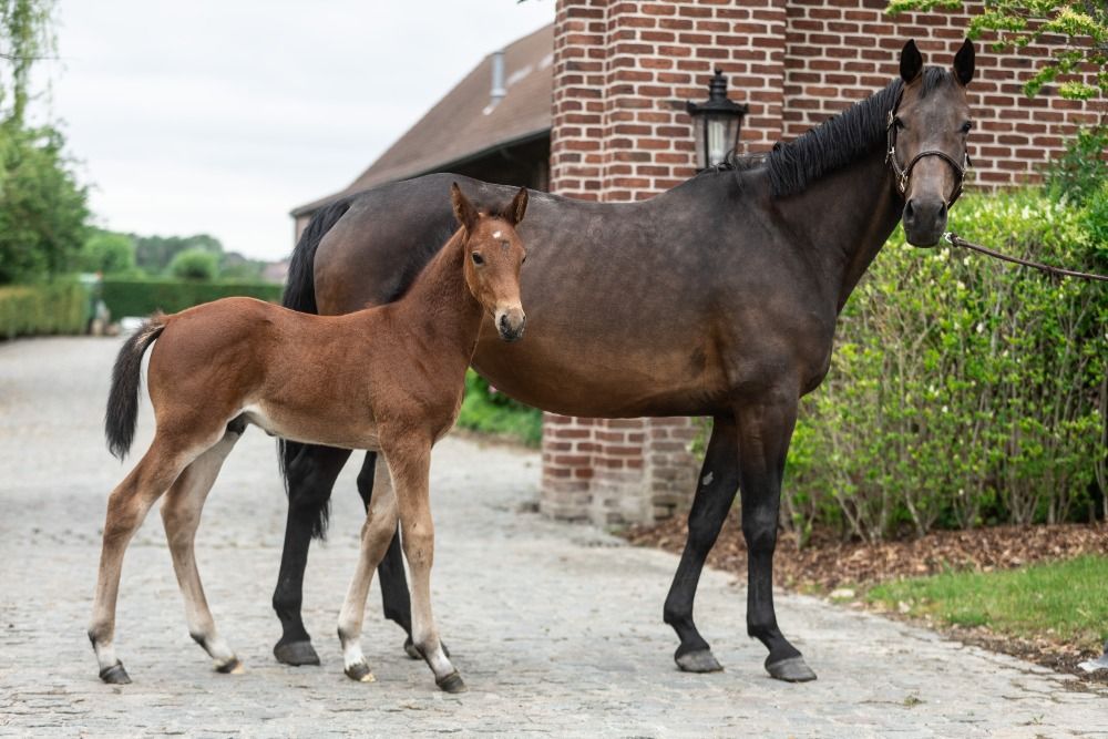 Zangersheide springpaard Hengst Bruin te koop - Foto 3