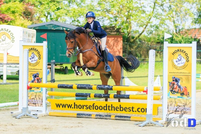 New Forest allround-pony Ruin 17 Jahre alt Donkerbruin zu verkaufen - Foto 4
