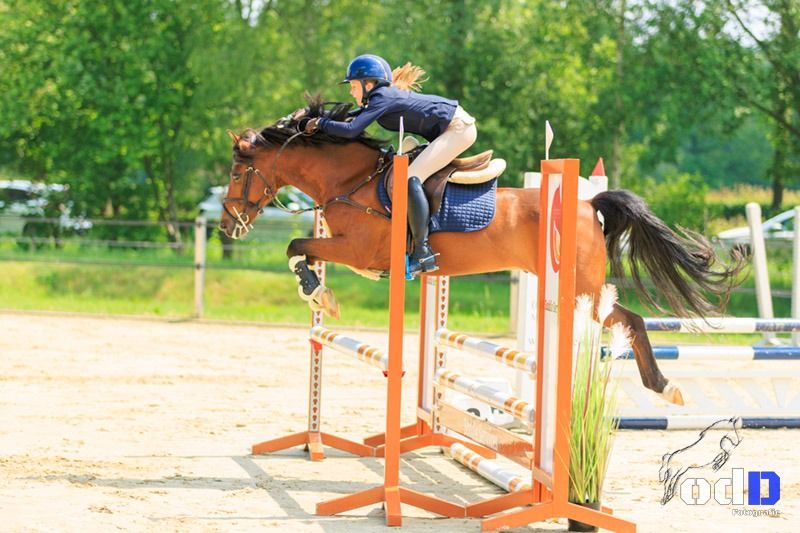 New Forest allround-pony Ruin 17 Jahre alt Donkerbruin zu verkaufen - Foto 6