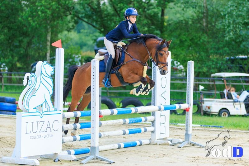 New Forest allround-pony Ruin 17 Jahre alt Donkerbruin zu verkaufen - Foto 2