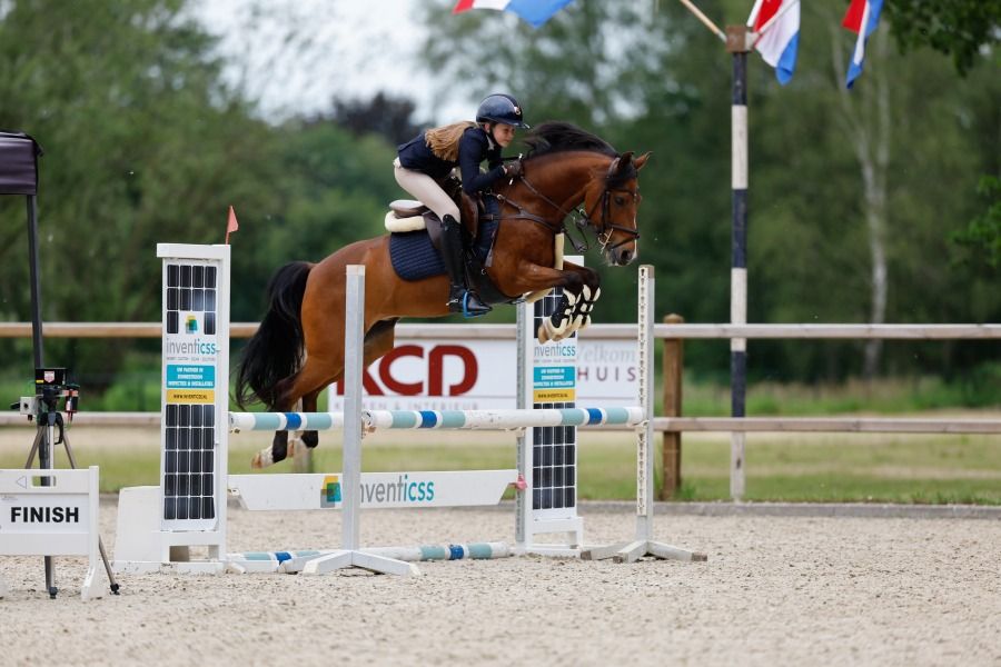 New Forest allround-pony Ruin 17 Jahre alt Donkerbruin zu verkaufen - Foto 3