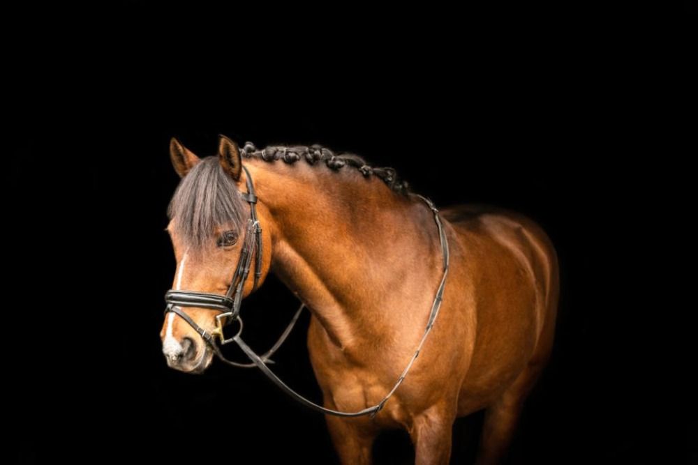 New Forest allround-pony Ruin 17 Jahre alt Donkerbruin zu verkaufen - Foto 5