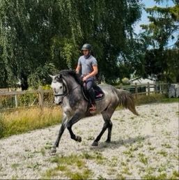 Zangersheide eventingpaard Ruin 5 jaar Schimmel te koop - Foto 5