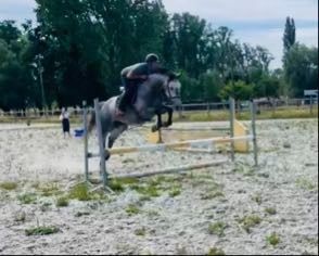Zangersheide eventingpaard Ruin 5 jaar Schimmel te koop - Foto 6