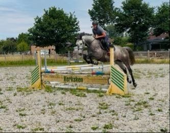 Zangersheide eventingpaard Ruin 5 jaar Schimmel te koop - Foto 2