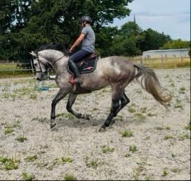 Zangersheide eventingpaard Ruin 5 jaar Schimmel te koop - Foto 3