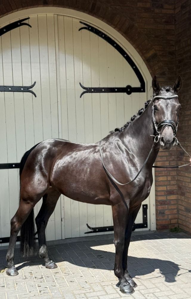 KWPN dressuurpaard Merrie 5 jaar Zwart te koop - Foto 3