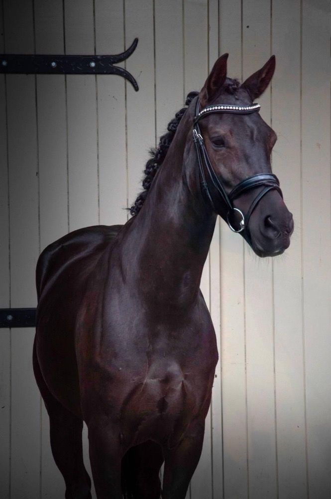 KWPN dressuurpaard Merrie 5 jaar Zwart te koop - Foto 2