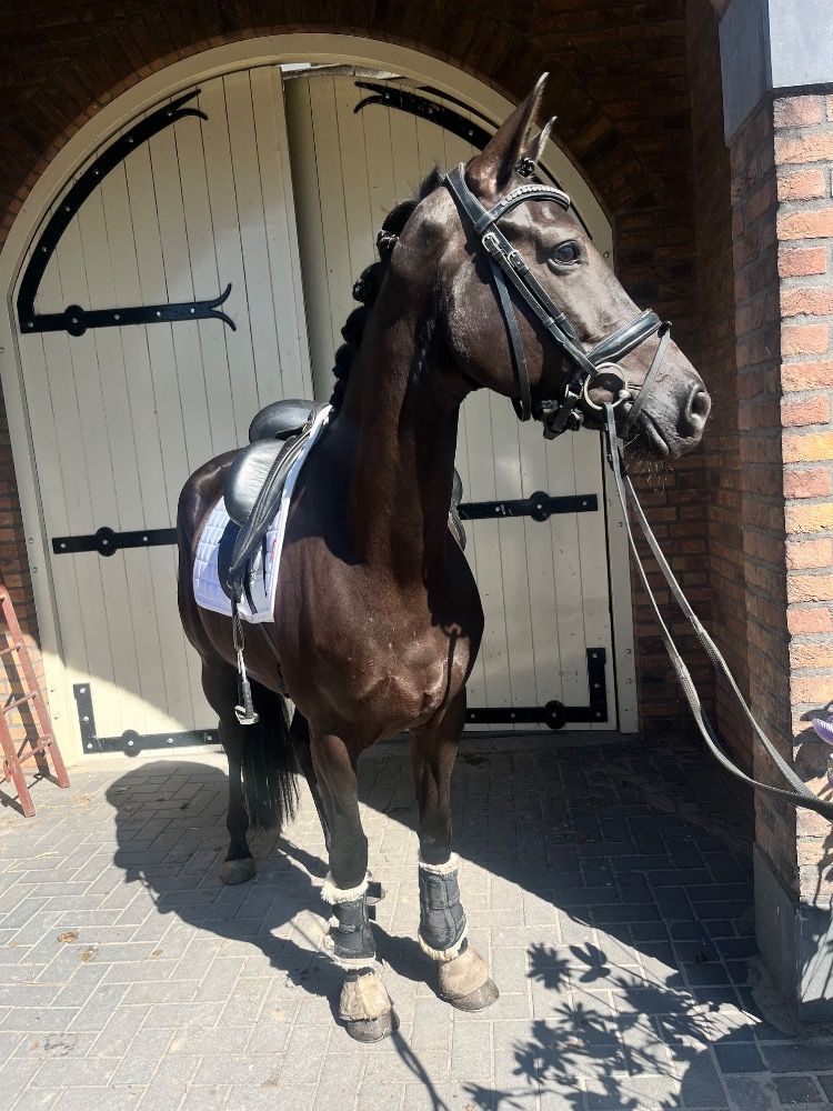 Mooie zwarte merrie (Le Formidable x High sky's Reine B)