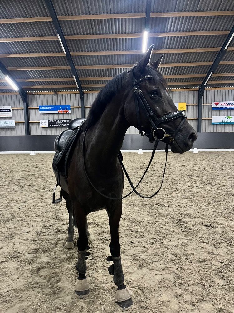 KWPN dressuurpaard Merrie 5 jaar Zwart te koop - Foto 4