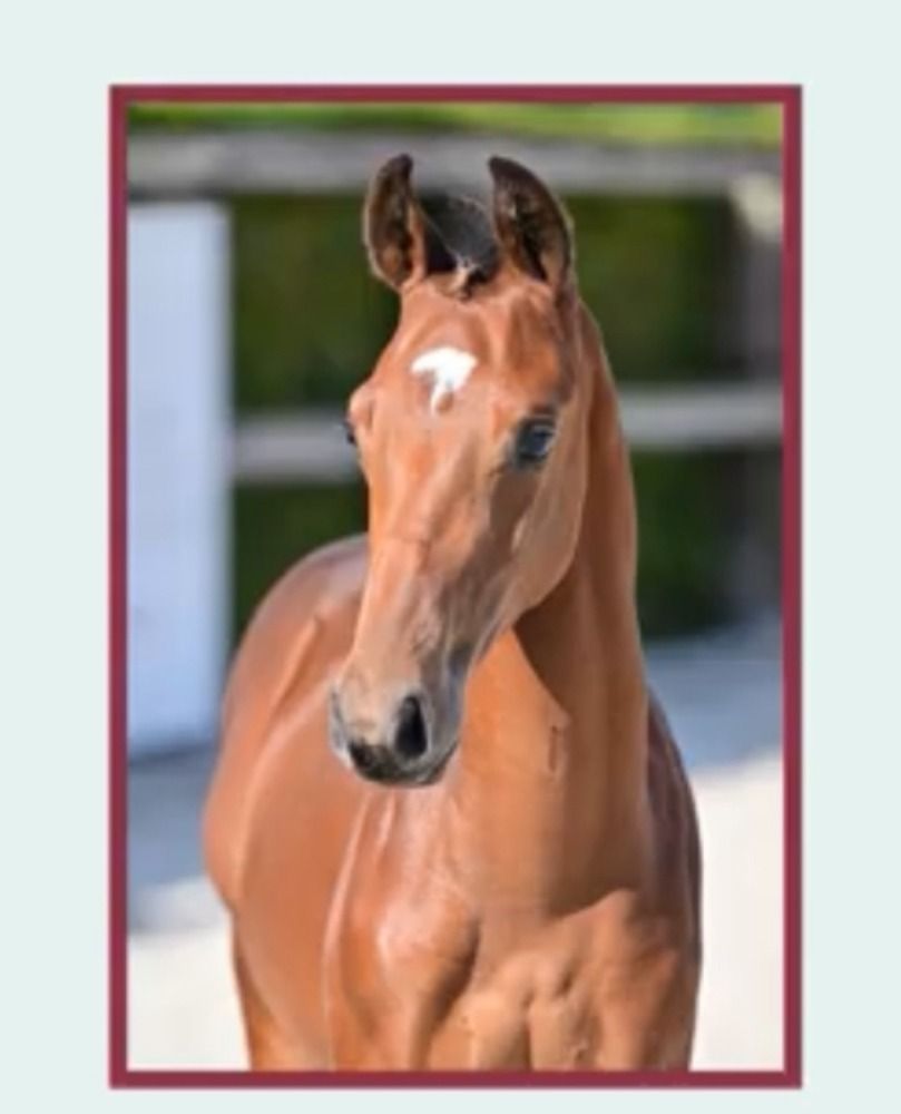 BWP springpaard Hengst te koop - Hoofdfoto