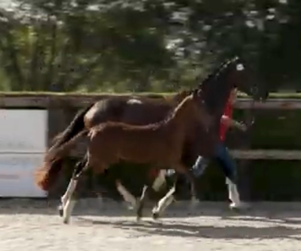 BWP springpaard Hengst te koop - Foto 2