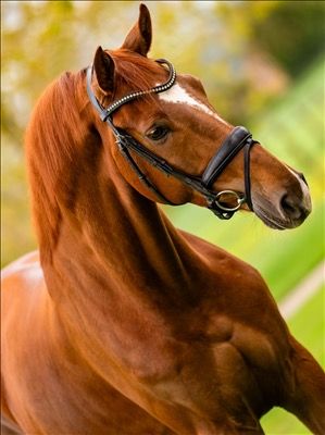 KWPN dressuurpaard Ruin 5 jaar Vos te koop - Hoofdfoto
