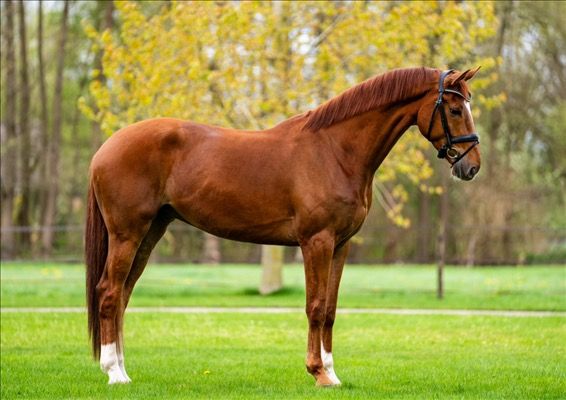 KWPN dressuurpaard Ruin 5 jaar Vos te koop - Foto 3