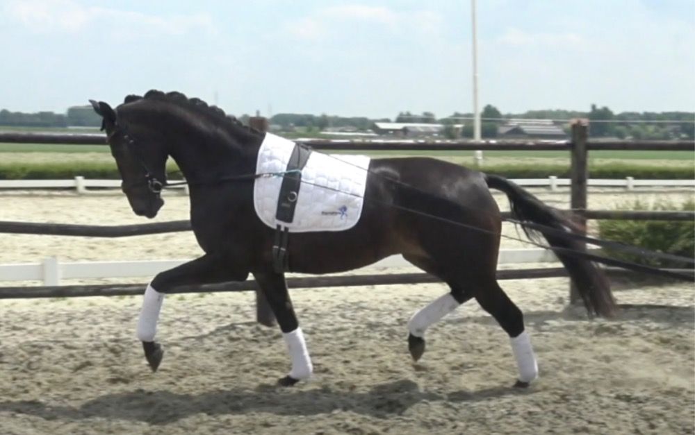 KWPN dressuurpaard Merrie 1 jaar Donkerbruin te koop - Foto 2