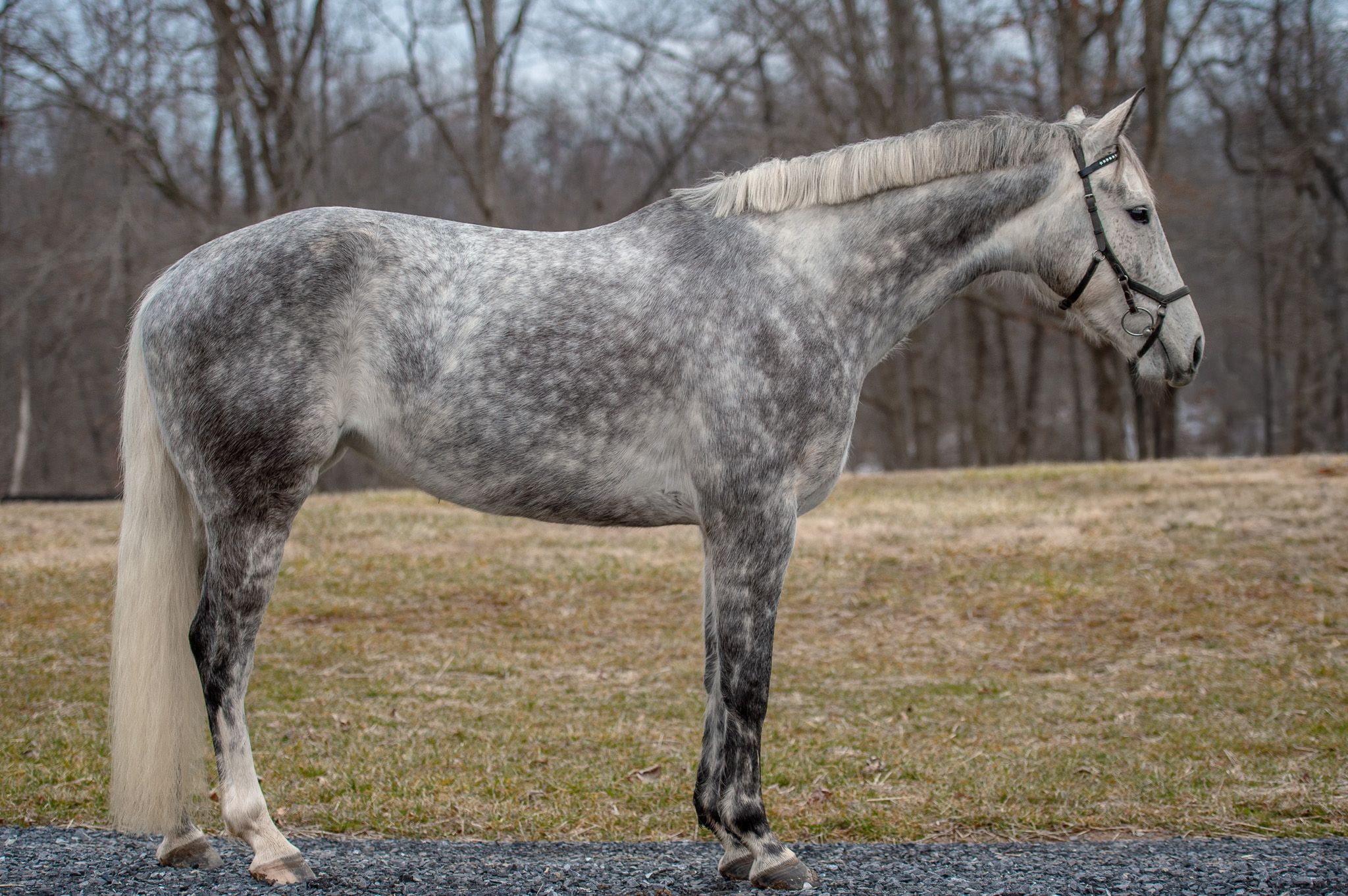 Holsteiner dressuurpaard mare 7 years old Grey for sale - Photo 2