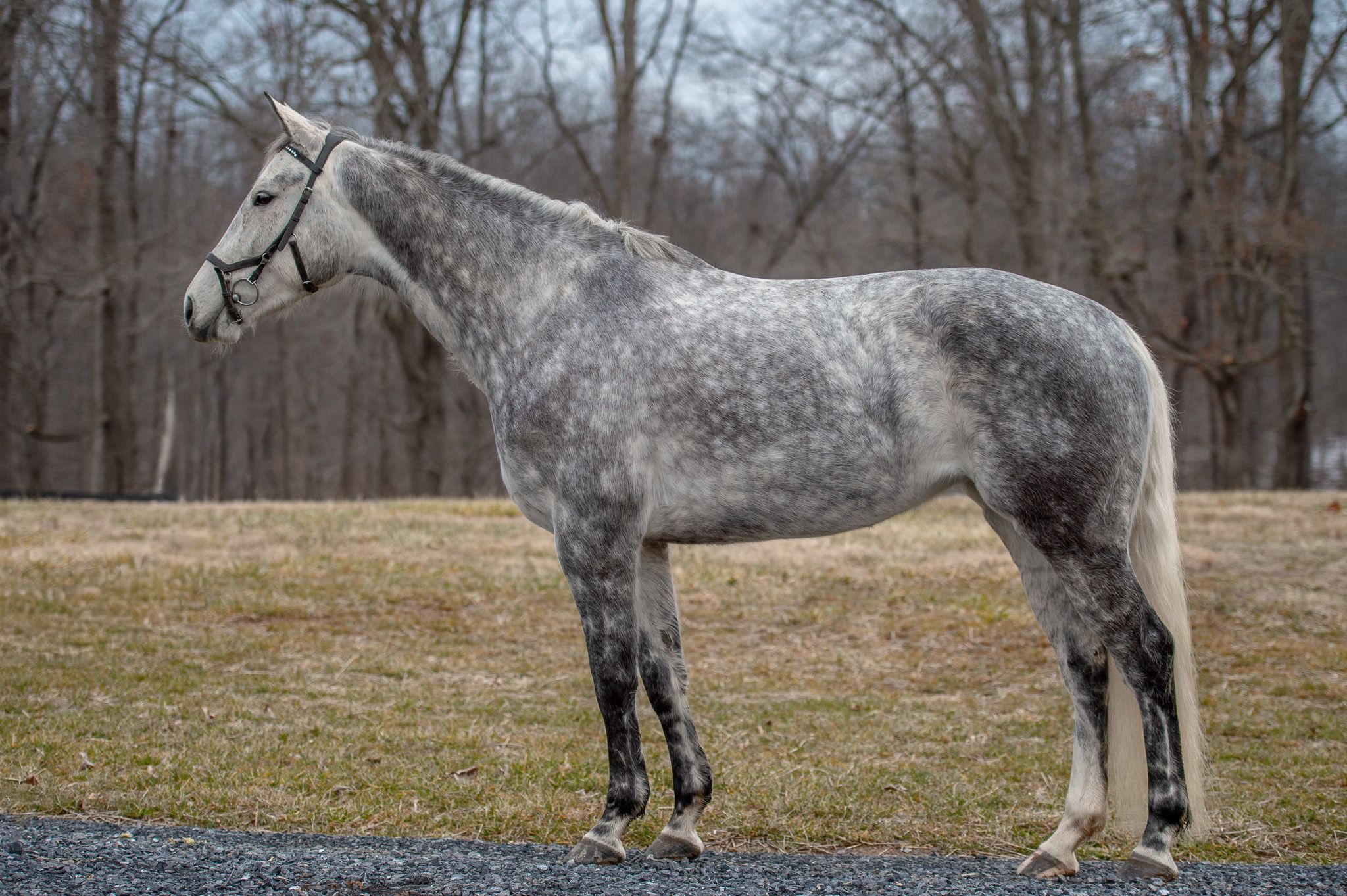 Holsteiner dressuurpaard mare 7 years old Grey for sale - Photo 3