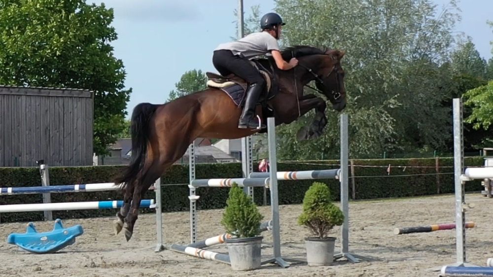 Zangersheide springpaard Ruin 5 years old Bruin for sale - Photo 5