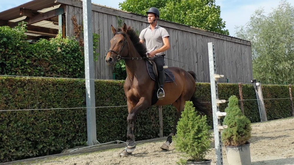 Zangersheide springpaard Ruin 5 years old Bruin for sale - Photo 3