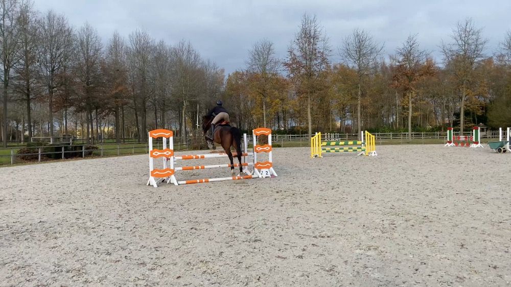 Zangersheide springpaard Ruin 5 years old Bruin for sale - Photo 4