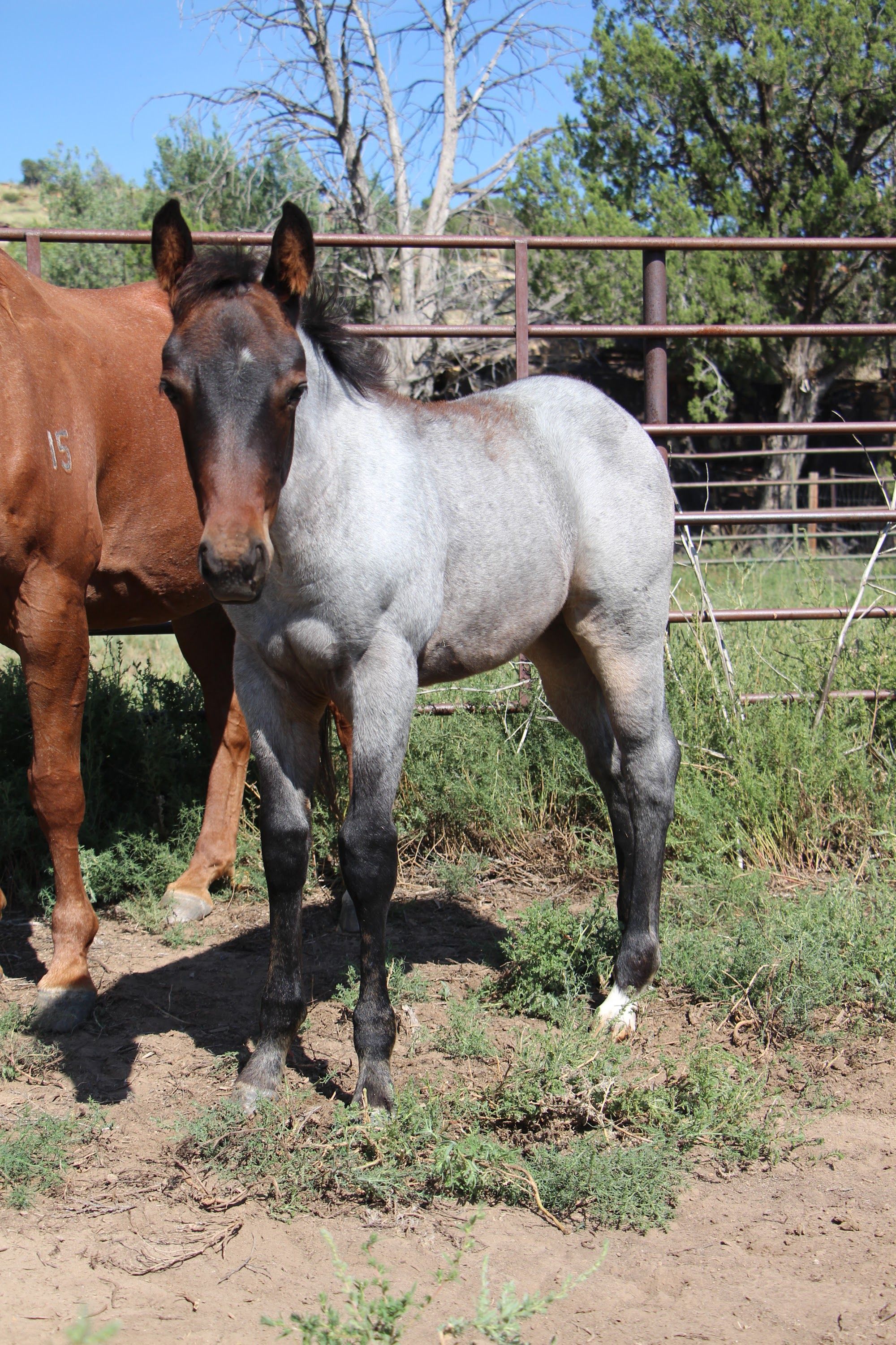 quarter-horse western-paard merrie 2 jaar te koop - Foto 2
