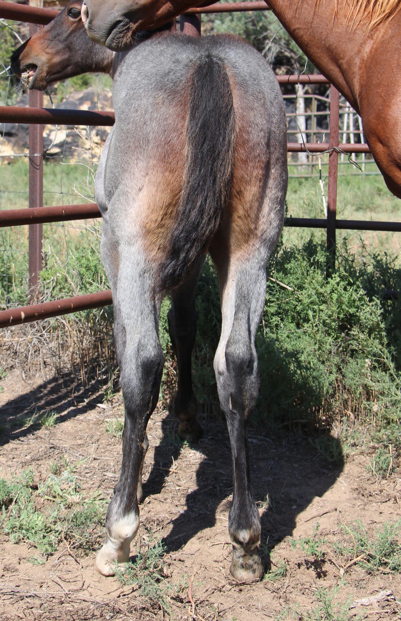 quarter-horse western-paard merrie 2 jaar te koop - Foto 3