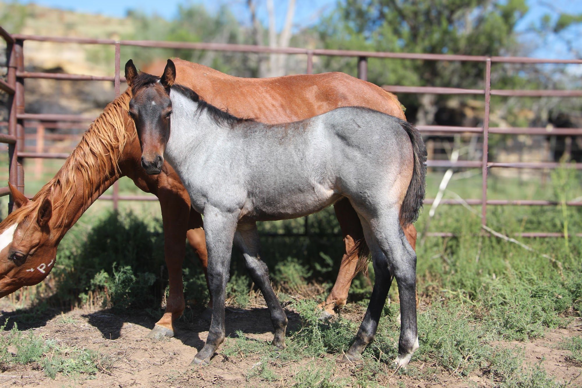 quarter-horse western-paard merrie 2 jaar te koop - Foto 4