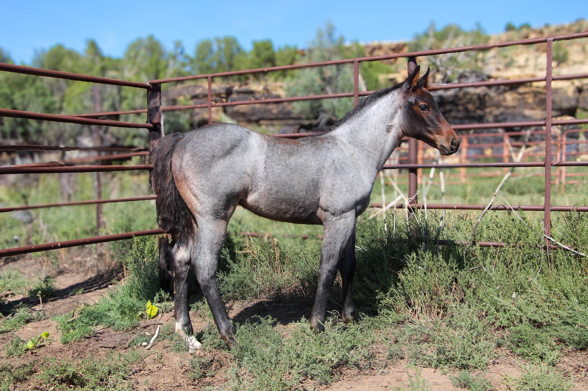 quarter-horse western-paard merrie 2 jaar te koop - Foto 5