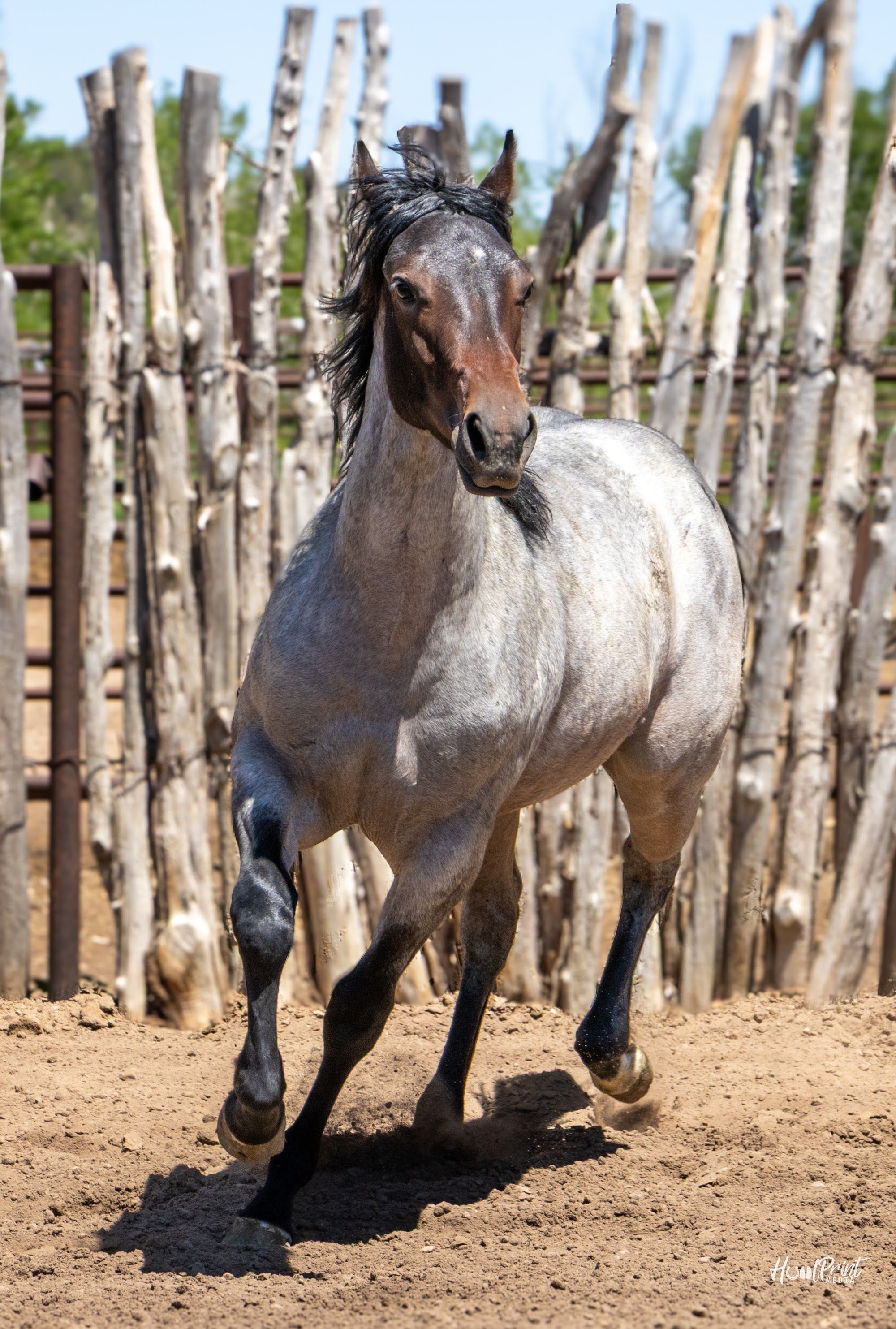 quarter-horse western-paard merrie 2 jaar te koop - Foto 6