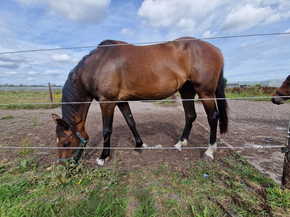 BWP springpaard Merrie 5 år Donkerbruin till salu - Foto 6