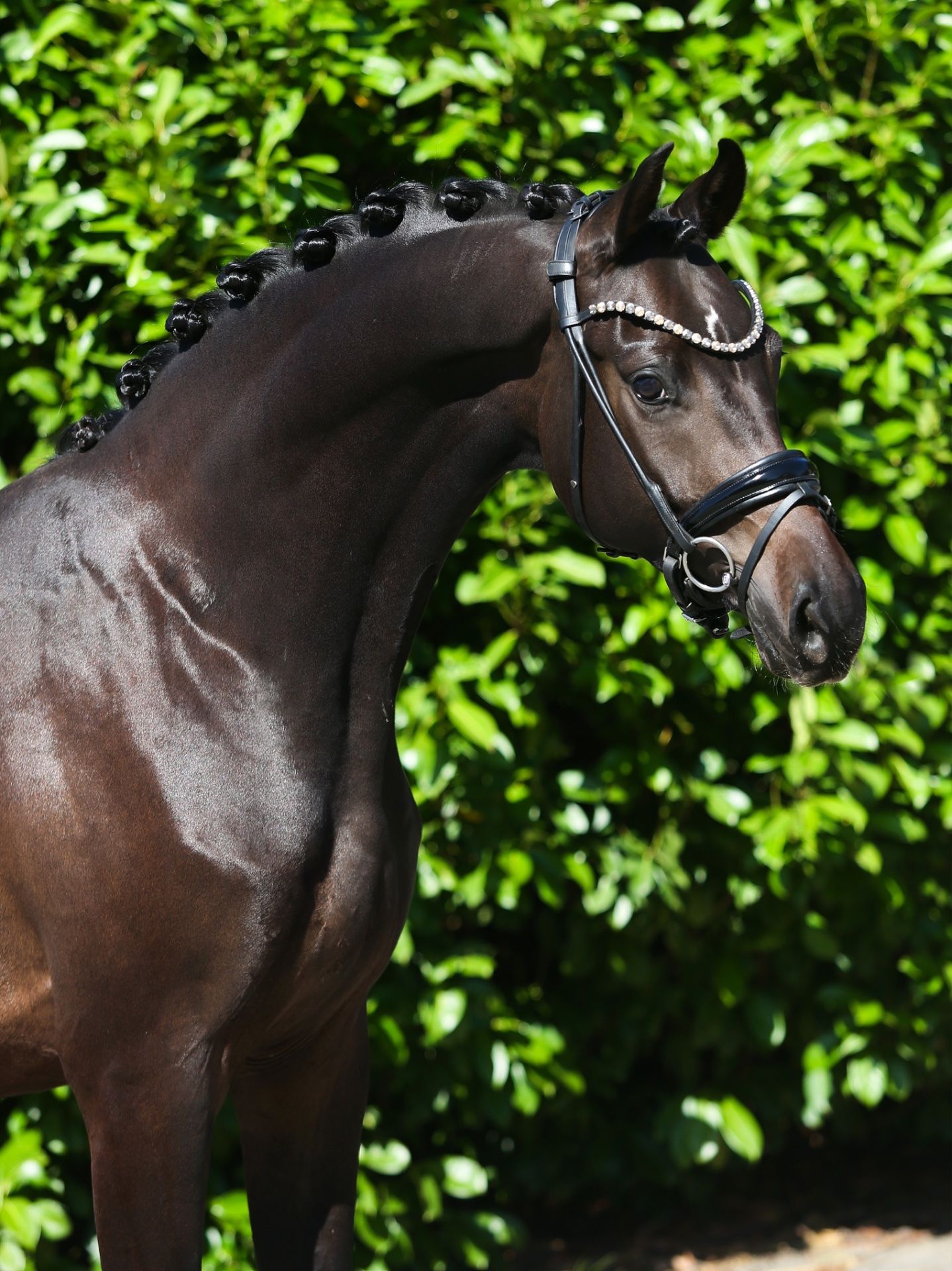 Dressage horse, Gelding, 3 years
