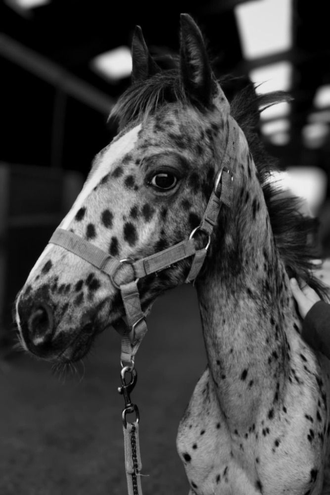 allrounder Hengst Andere te koop - Foto 5
